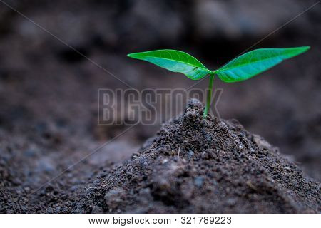 Plant Growing On Soil.symbol Of Spring And Ecology Concept