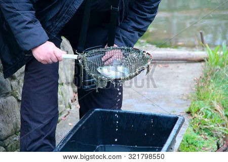 Man Catching Trout By Nettle In Pond. Fish Farming