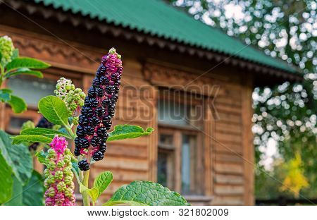 Pokeweed Or Phytolacca Americana. Black Berries Of Phytolacca.