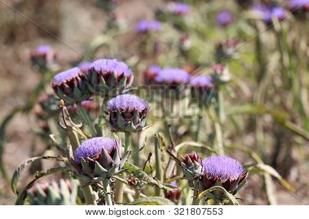 Many Purple And Blue Flowers Of Artichokes In The Vegetable Garden In Summer