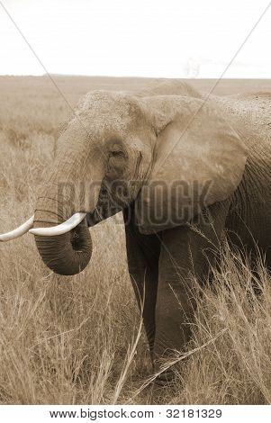 Elefant