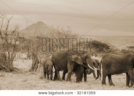ELEFANT