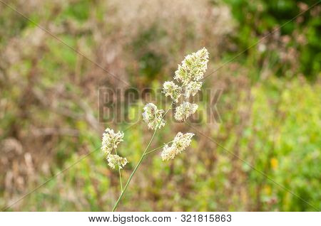 Macrophotography Of Flowering Dactylis Glomerata, Cocks-foot Or Orchard Grass