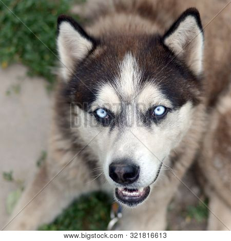 Arctic Malamute With Blue Eyes Muzzle Portrait Close Up. This Is A Fairly Large Dog Native Type