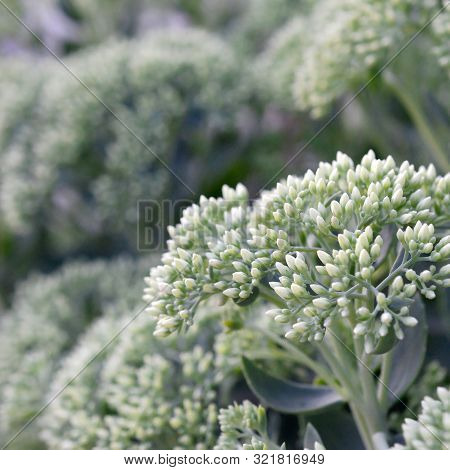 Lot Of Blooming Hylotelephium Telephium White Flowers With Green Leaves And Stems