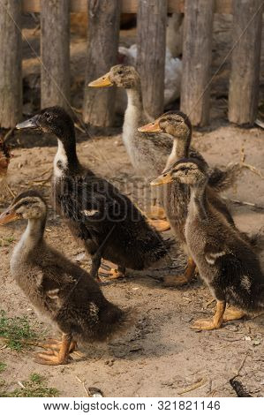 Young Chicks Of Gray Domestic Ducks In A Rural Yard.