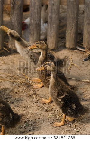 Young Chicks Of Gray Domestic Ducks In A Rural Yard.