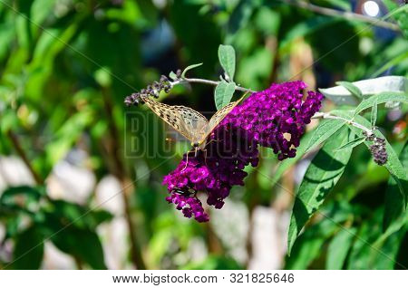 Closeup Of Buddleia Or Buddleja, Buddleia Davidii In Bloom On A Sunny Summer Day. An Adult Butterfly