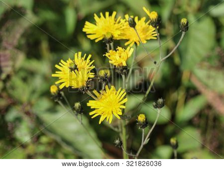 Hieracium Canadense, Commonly Called Canadian Hawkweed, Narrowleaf Hawkweed, Or Northern Hawkweed