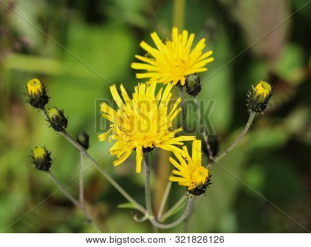 Hieracium Canadense, Commonly Called Canadian Hawkweed, Narrowleaf Hawkweed, Or Northern Hawkweed