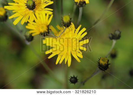 Hieracium Canadense, Commonly Called Canadian Hawkweed, Narrowleaf Hawkweed, Or Northern Hawkweed
