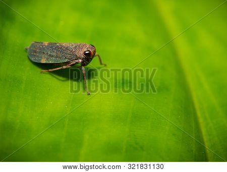 Cadellidae Leafhopper Insect On A Green Leaf Macro Image
