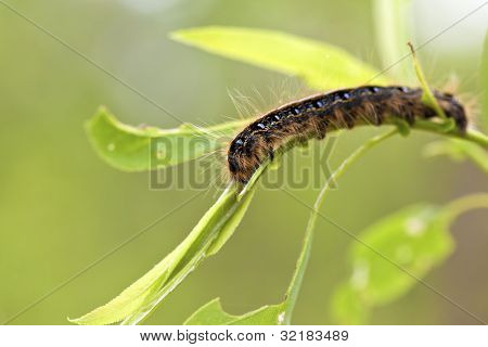 Caterpillar tenda orientale