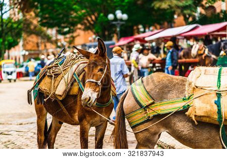 View On Mules In The Colonial Village Of Jerico, Colombia