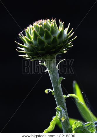 Cardo