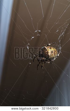 Macro Orb Weaver Spider Out On With Web For Cool Summer Night