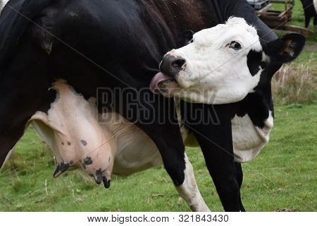 Black And White Cow With A Long Tongue Licking His Hindquarter.