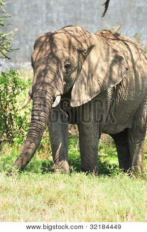ELEFANT