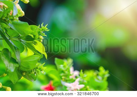 Madhumalti Plant Tree On Natural Background. Wallpaper Bright Green Leaves Soft Focus. Honeysuckle T