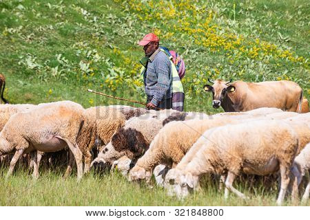 Fushe Lure, Albania - July 25, 2019. Sheep Shepherd On Pasture In Summer, National Park Lure