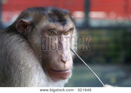 Affe