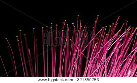 Mimosa Flowers Blooming