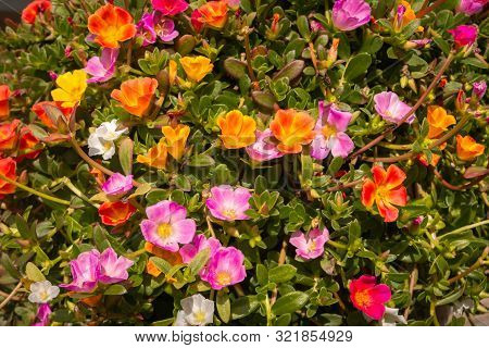 Beautiful Moss Rose, Latin Name Porticula Grandiflora With Amazing Colored Flowers In Red, Yellow, O