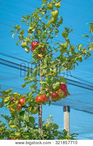 Ripe Honey Crisp Apples On The Tree Ready For Picking In The Blue Mountain Region Of Ontario Canada.