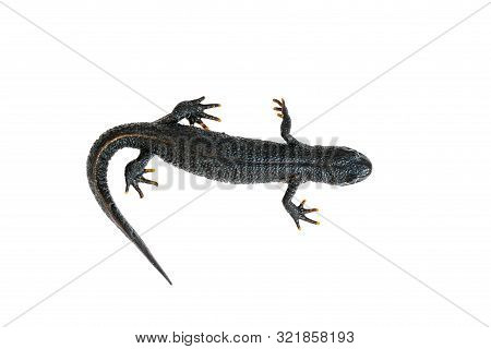 Black Newt With Tail Tucked Isolated On White Background. The View From The Top. Photo Of A Reptile.