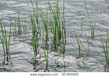 Manistee Lake Is Very High This Spring Causing Changes To The Shoreline And To What Used To Be Above