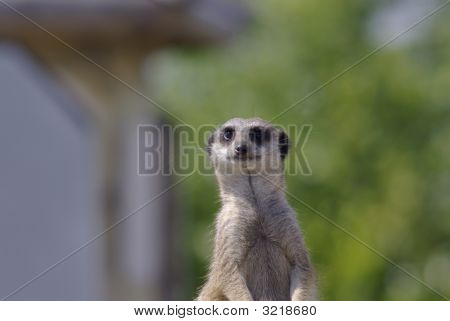 Meerkat