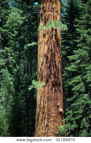 Slavné velké sekvojů stojí v parku Sequoia National Park