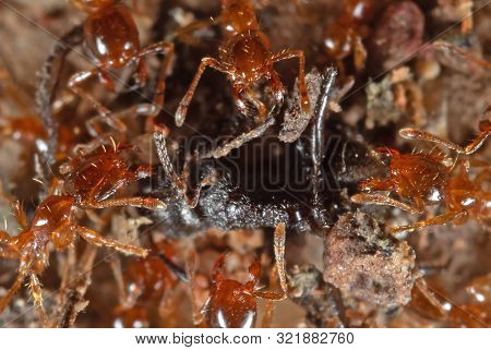 Macro Photography Of Group Of Pheidole Pallidula Ants Attack Prey