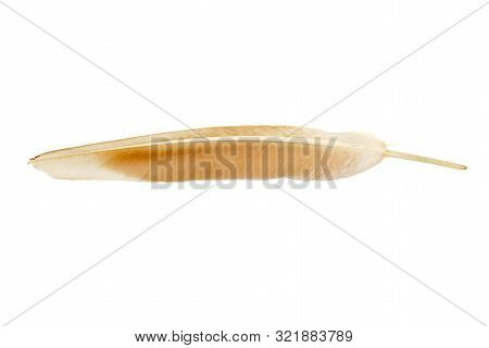 Feather Of A Bird Thait Is Piegeon Isolated On A White Background.