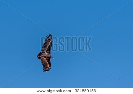 A White-headed Vulture -trigonoceps Occipitalis- Circling Over Etosha National Park, Namibia.