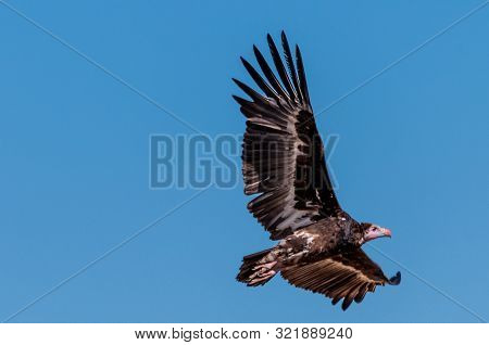A White-headed Vulture -trigonoceps Occipitalis- Circling Over Etosha National Park, Namibia.