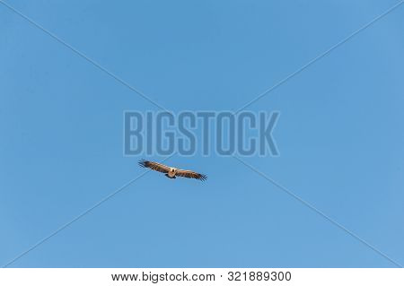 A White-headed Vulture -trigonoceps Occipitalis- Circling Over Etosha National Park, Namibia.