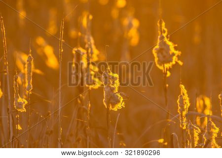 Common Bulrush (typha Latifolia) Seeding In Autumn Under Orange Light Of Setting Sun