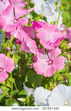 Bunch Of Pink And White Flowers Lavatera