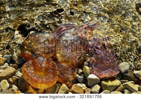 Catching Pink Jellyfish On A Large Rock. Selective Focus