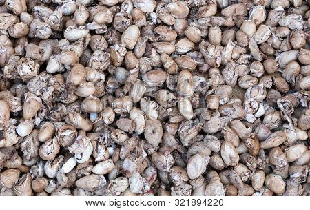 Raw Silk From A Silkworm Breeding In Ambalavao, Madagascar