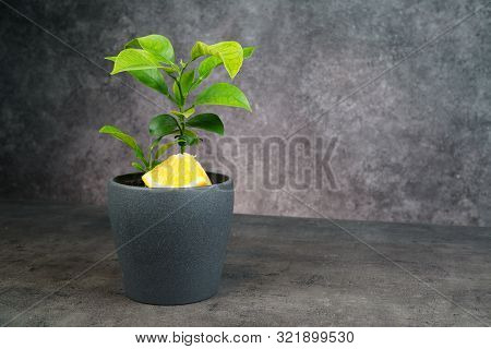 Fresh Oranges And Orange Tree In Pot On Grey Background