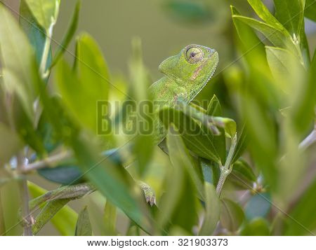 African Chameleon (chamaeleo Africanus) Climbing On Branch In Natural Tree Habitat And Peeking Throu