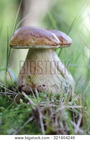 Close-up Shot Of Summer Cep Mushroom Situated In Forest Moss