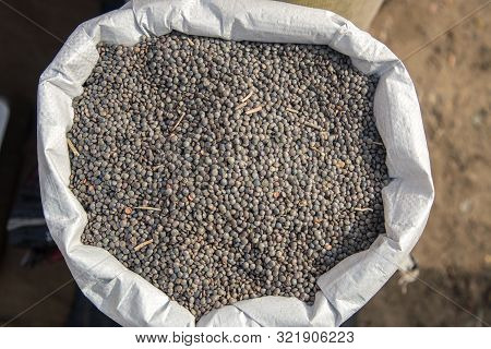 Burlap, Bag Full Of Whole Brown Lentils Masoor Dal. Concept For Earnings Or Spend In Agriculture.