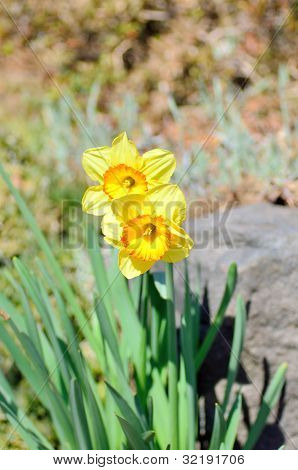 นาร์ซีซัสสีเหลือง