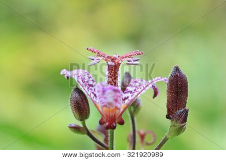Small Purple Spotted Flower Tricyrtis Hirta Growing In Summer Garden, Side View