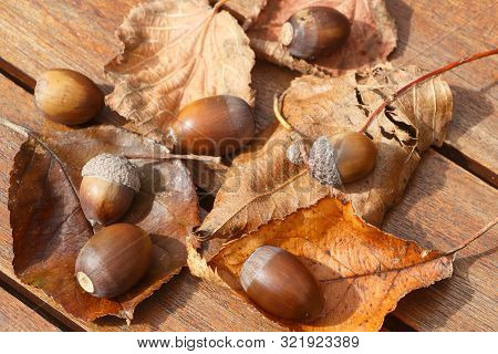 Acorns, Dead Leaves And Cupules On A Wooden Table During Autumn