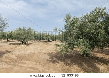 The August Road As It Passes Through The Senia