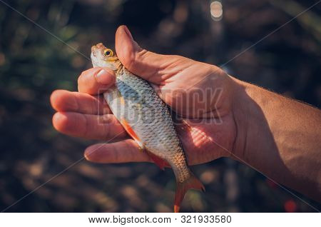 Mens Hands Holding A Rudd Fish - Scardinius Erythrophthalmus -caught During Fishing On The Pond.